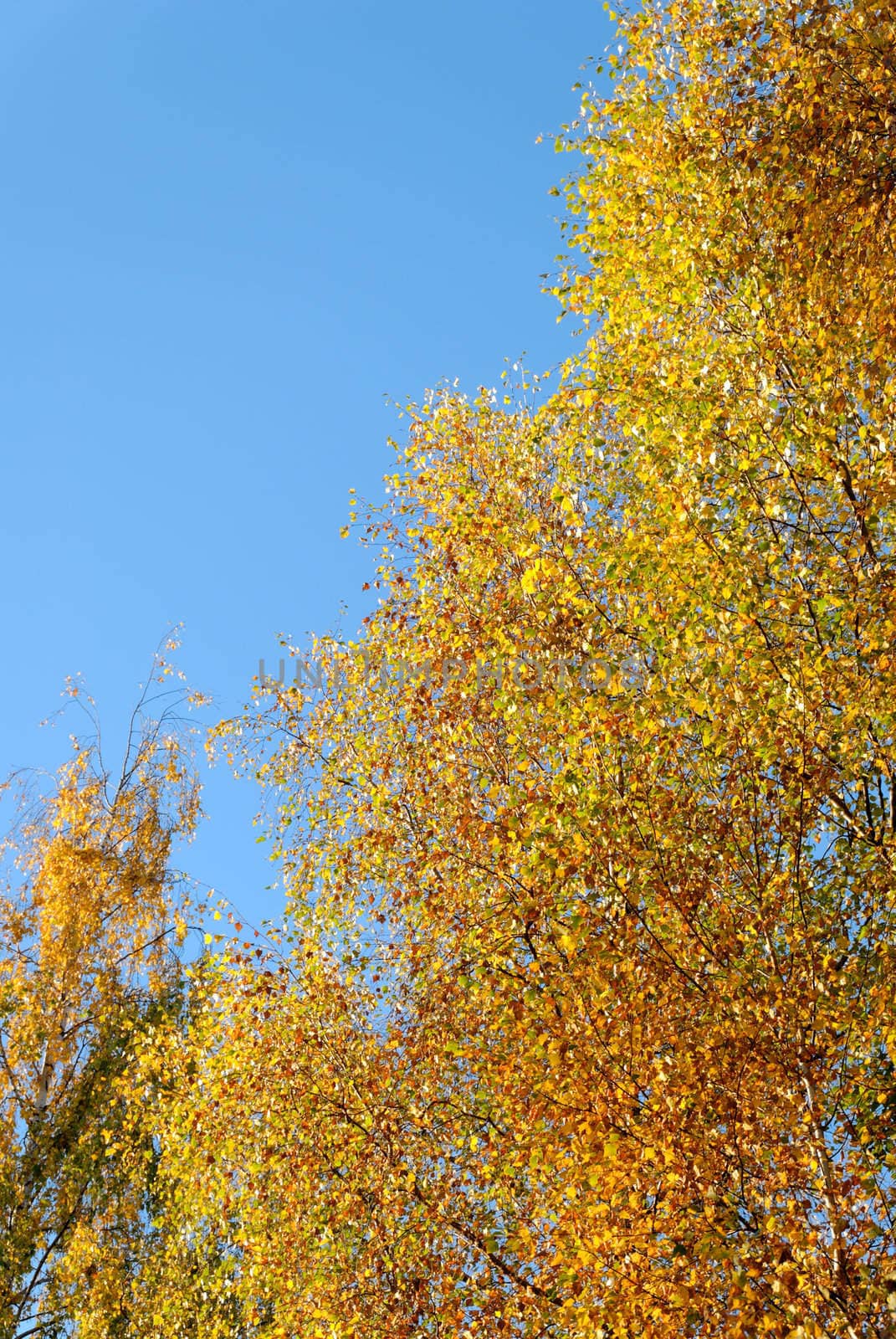 Golden birch on blue sky, lit by the setting sun.
