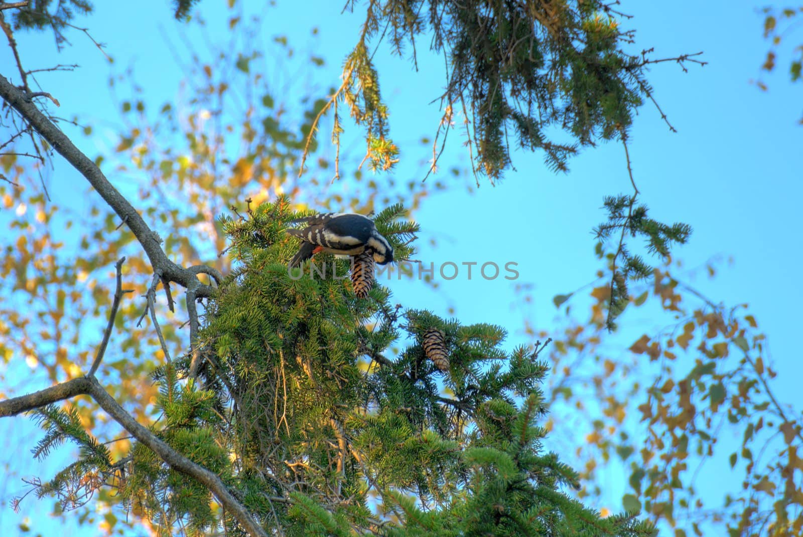 A woodpecker on a fir branch, extracting seeds. HDR tonemapped.
