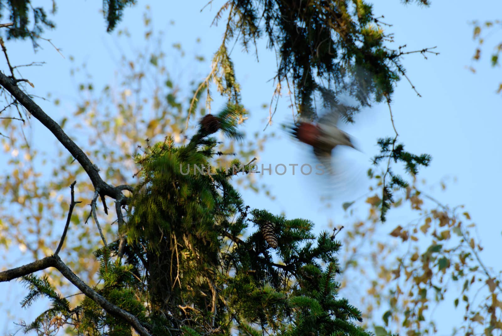 A woodpecker flying away from a fir branch
