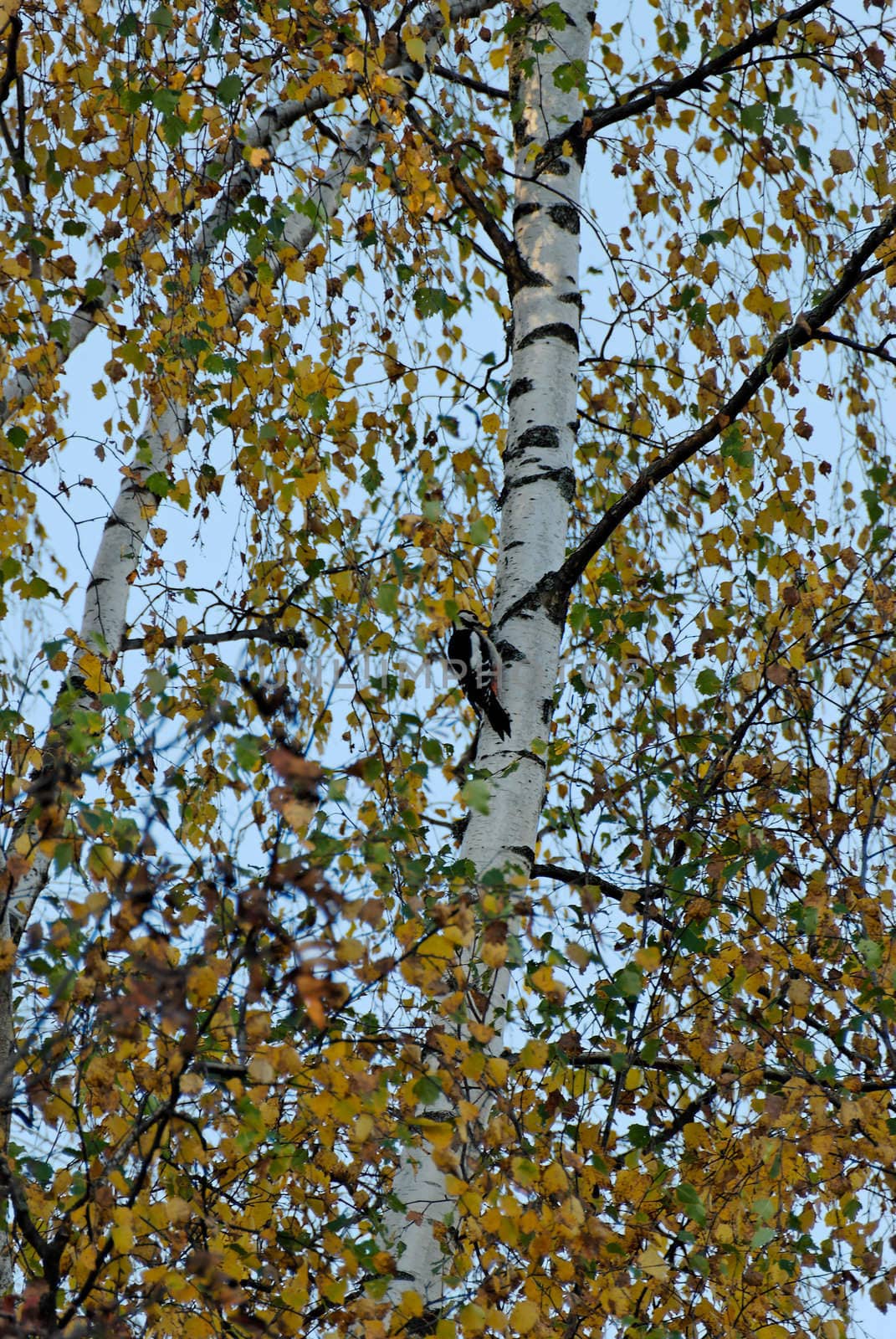 Woodpecker sitting on a birch trunk
