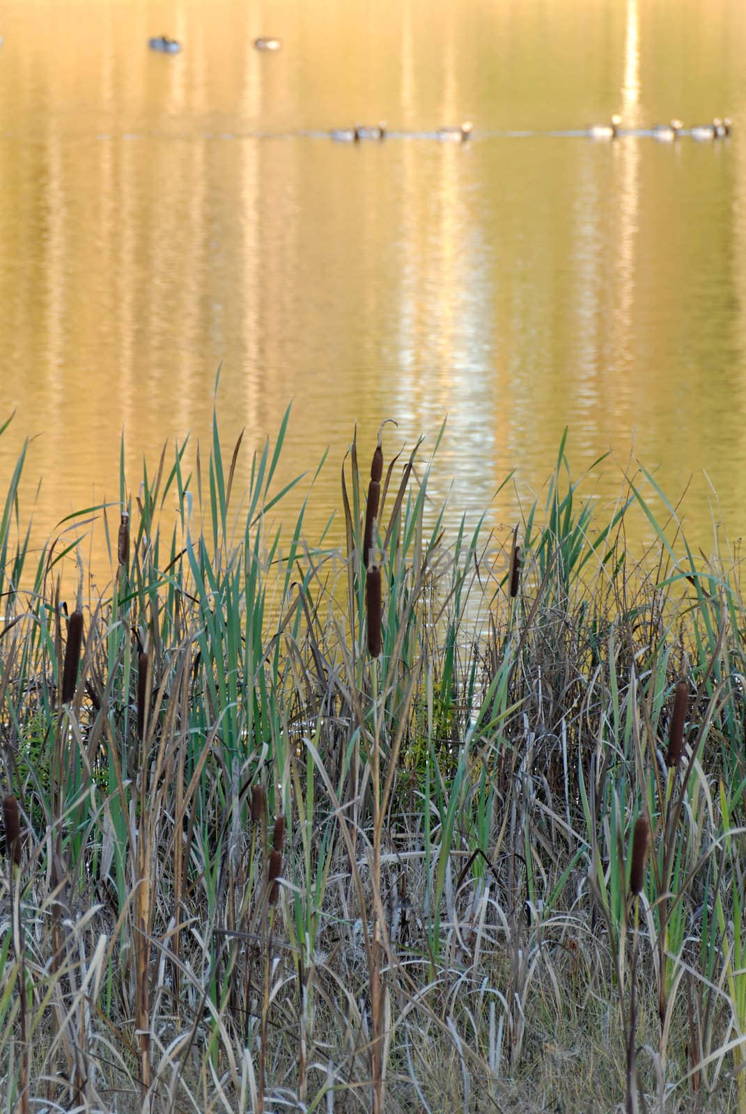 Lake surface, reflecting golden autumn foliage, and reeds in the foreground
