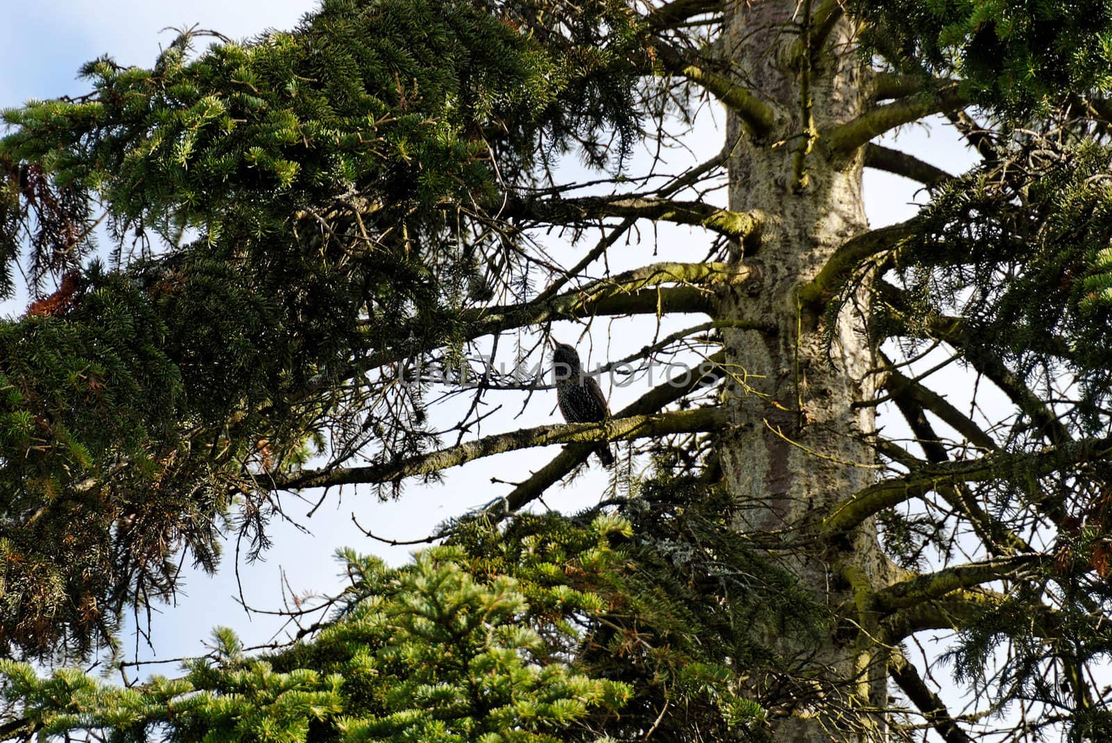 Starling singing in a fir tree
