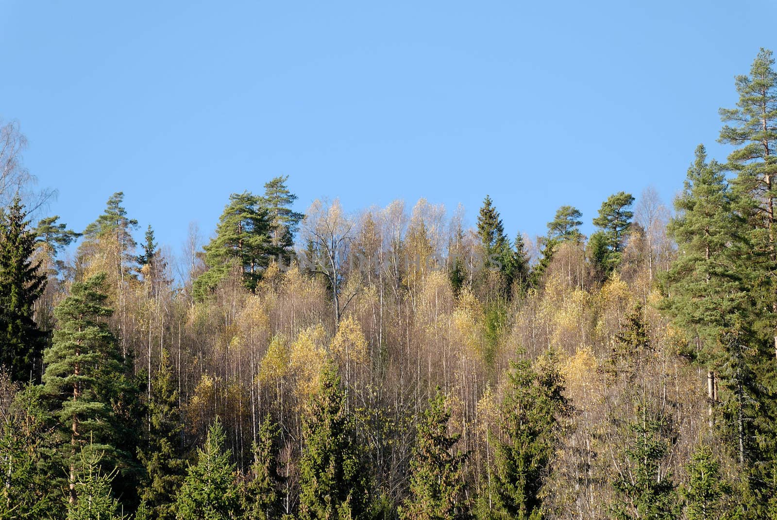 Yellow Birches, green firs and pines and blue sky.
