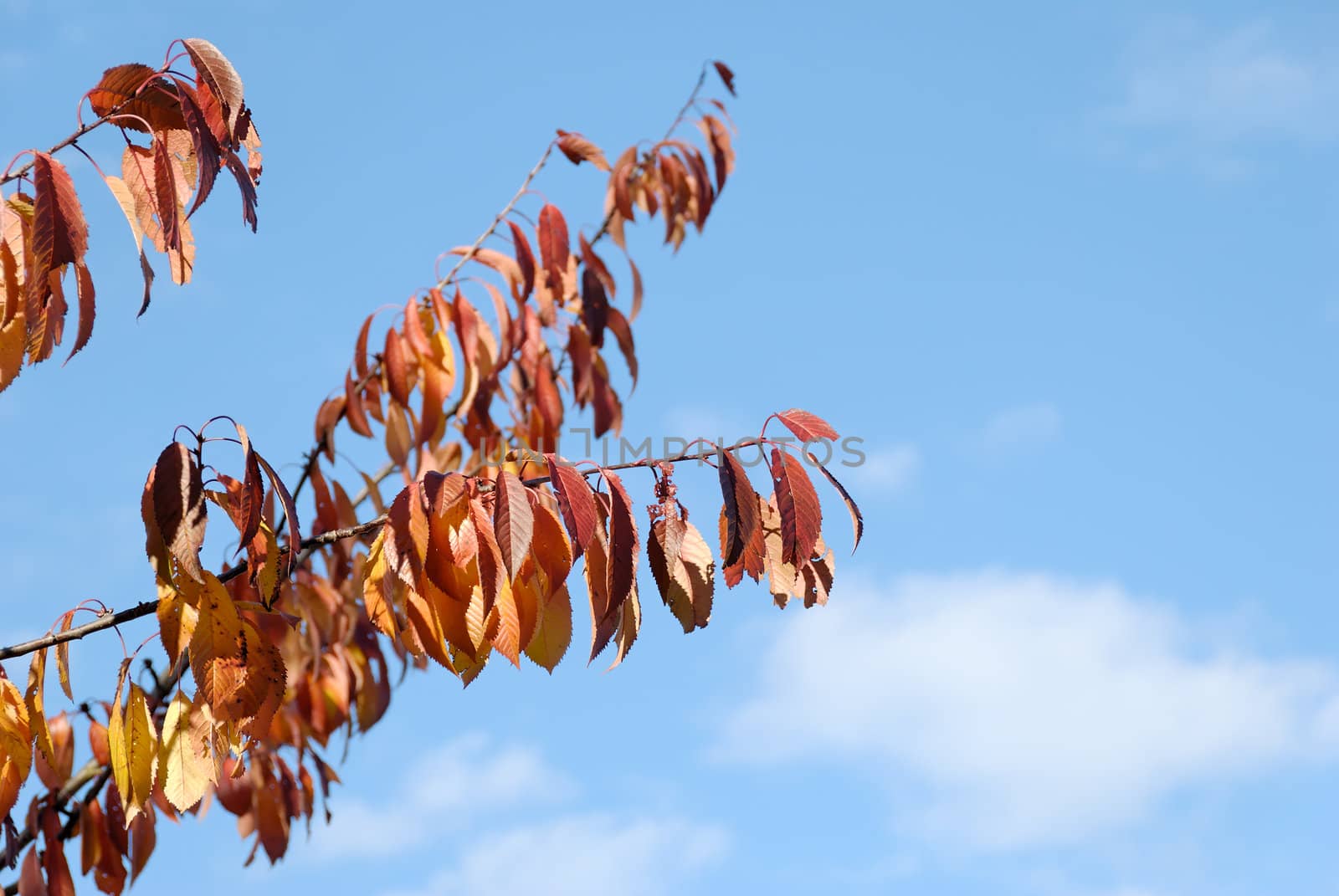 Orange cherry leaves and blue sky. Copy space.
