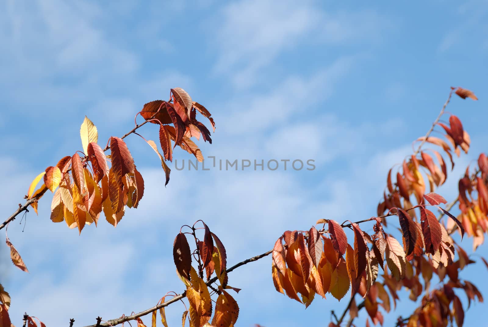 Orange cherry leaves and blue sky. Copy space.
