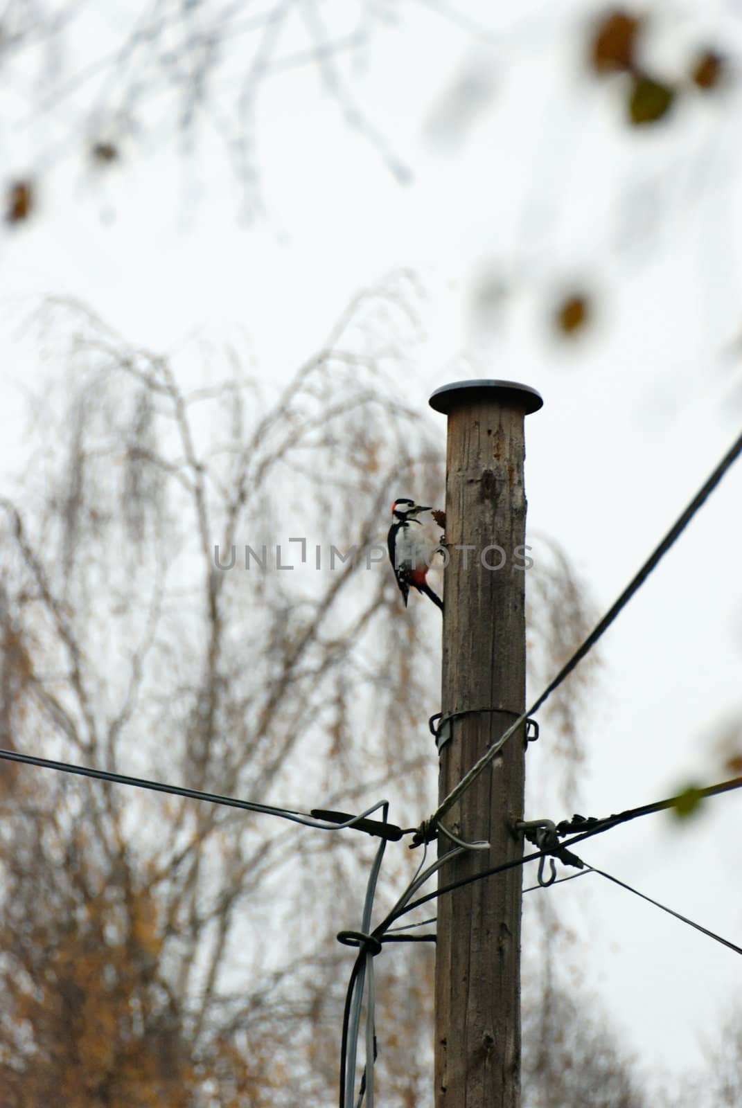 A woodpecker, feeding on telephone pole one early cloudy morning.
