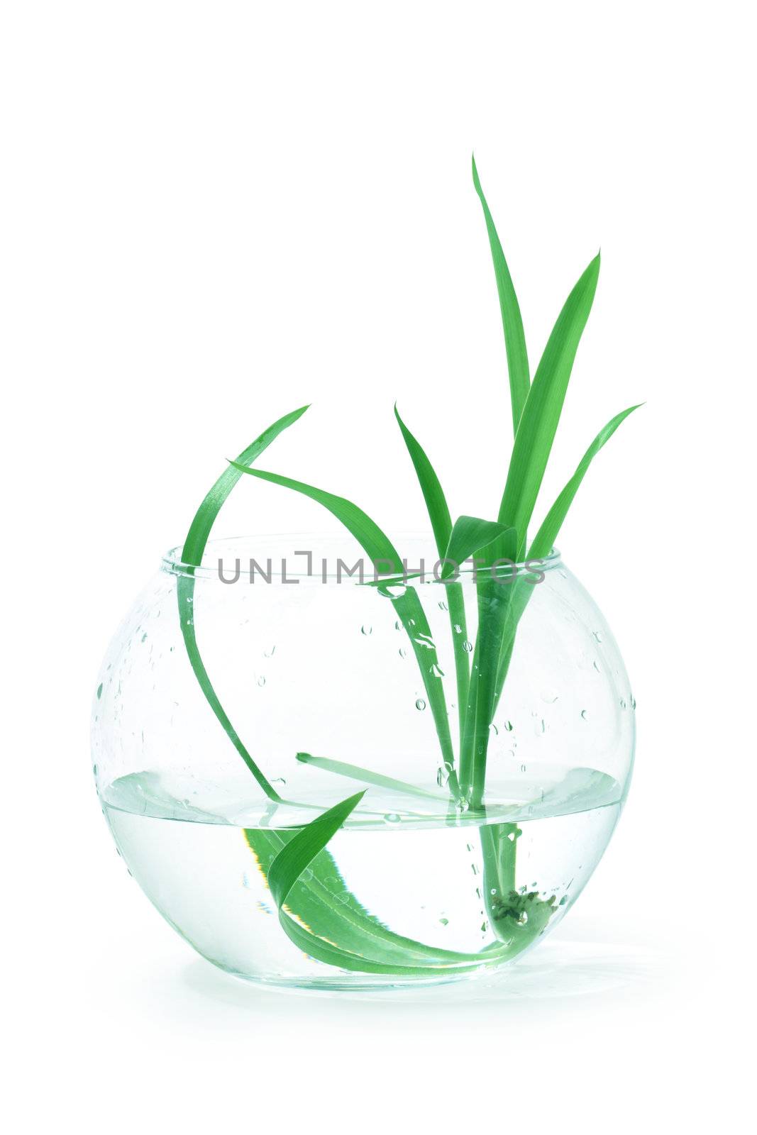 Nice home plant with long green leaves inside glass bowl. Isolated on white with clipping path