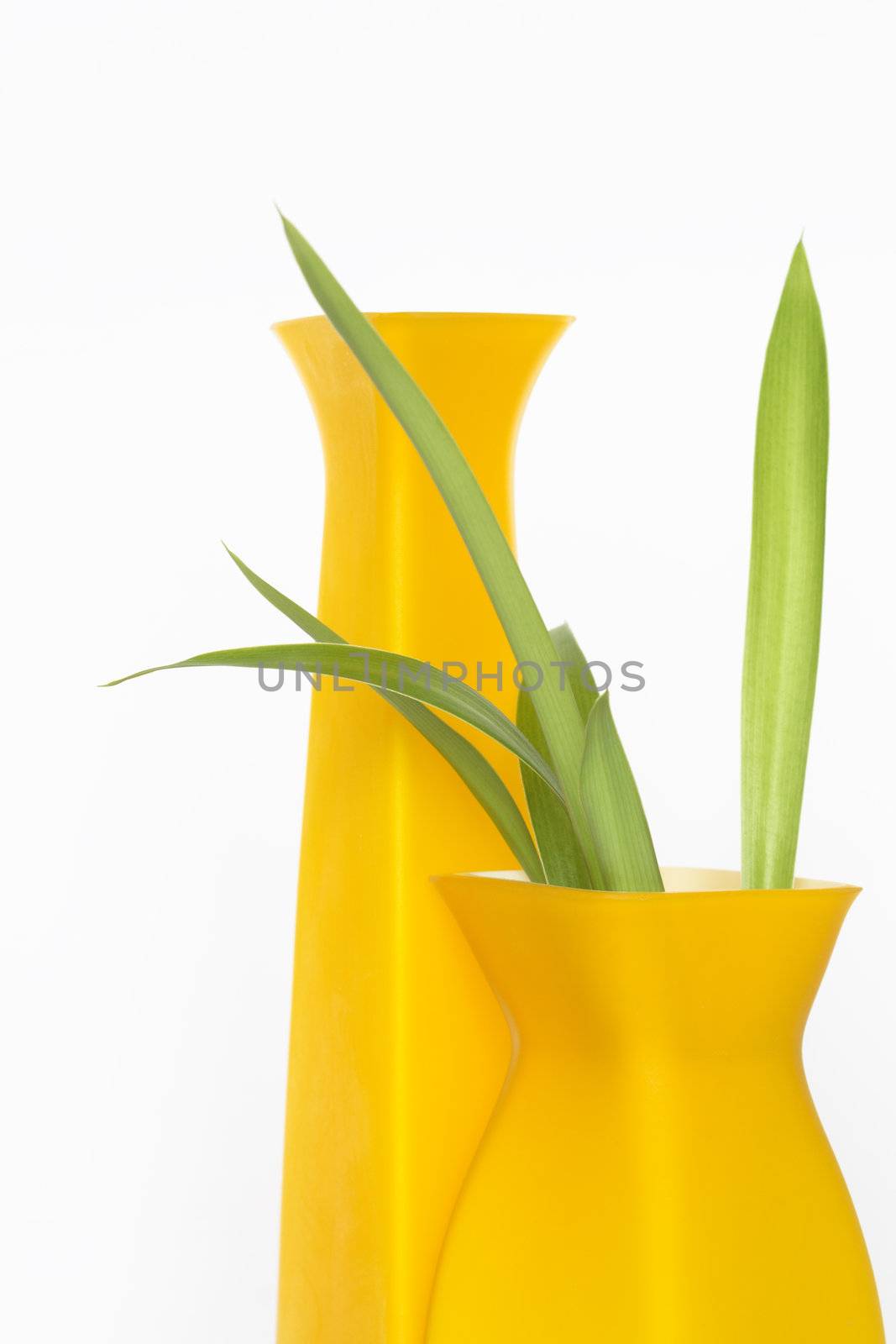 Two nice modern yellow vases with green plant on white background