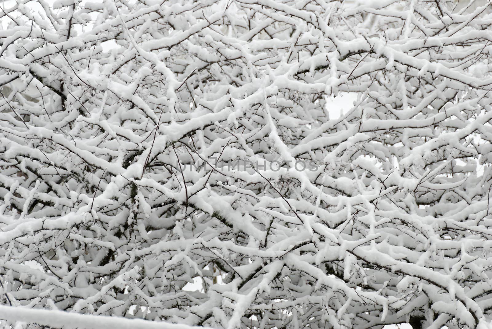 Crab apple tree covered in thick snow.
