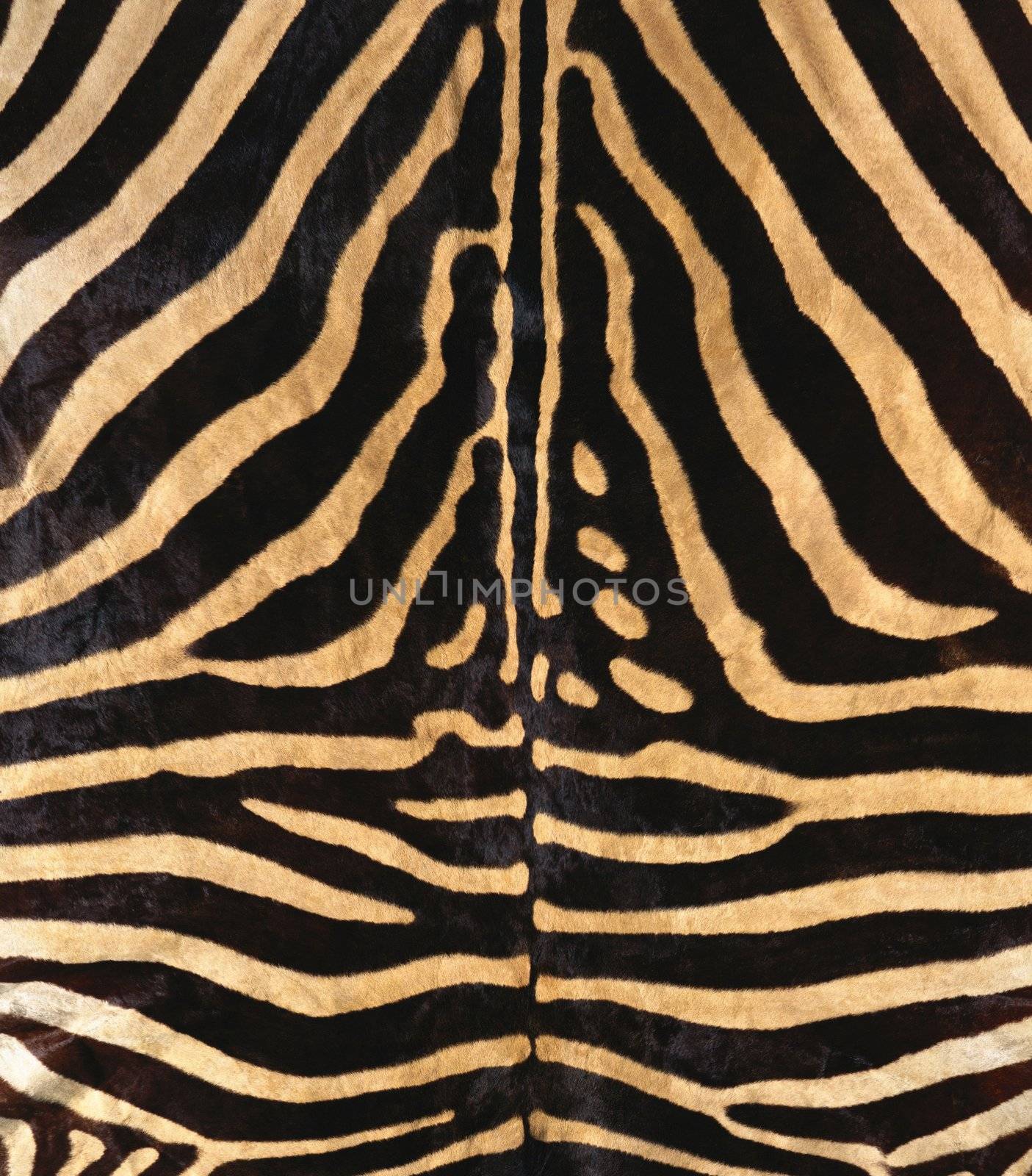 natural zebra fur texture