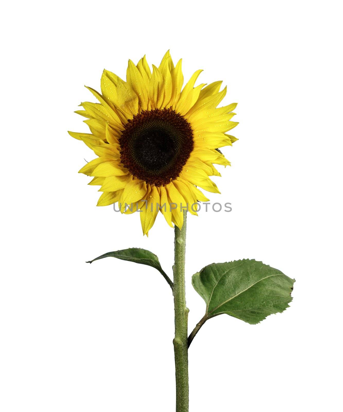sunflower with green leaves. Isolated over white background

