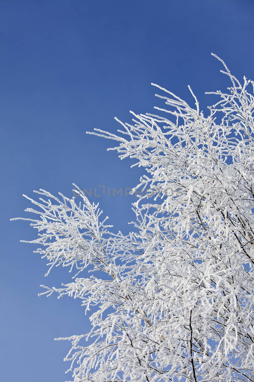 Winter Branch with copyspace