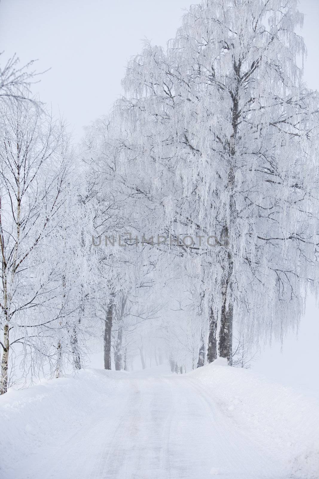 Dirt Road at wintertime