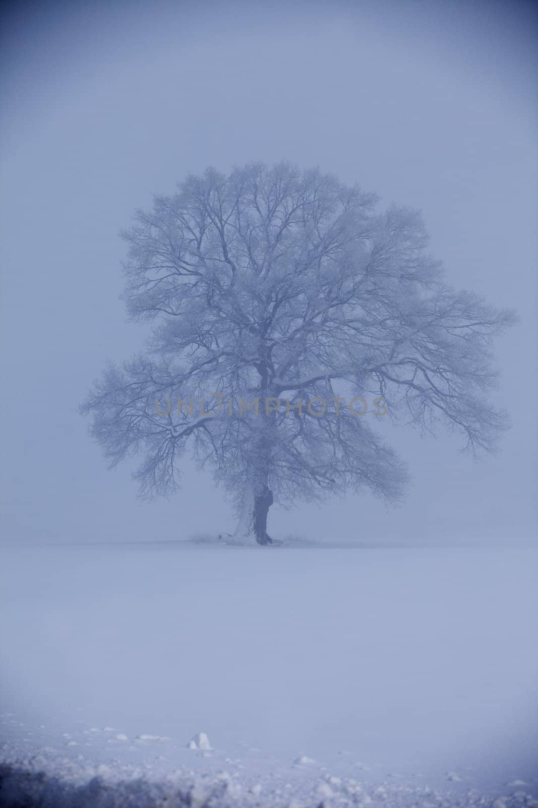 One oak in fog at wintertime