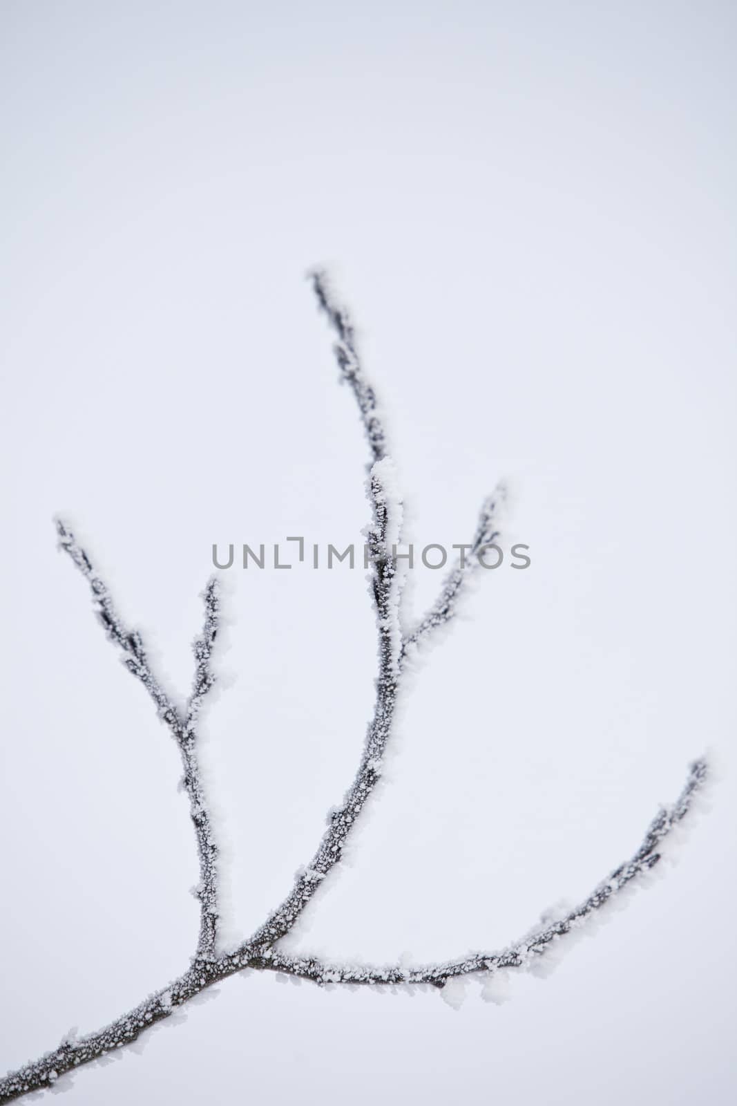 Winter branch with copy space