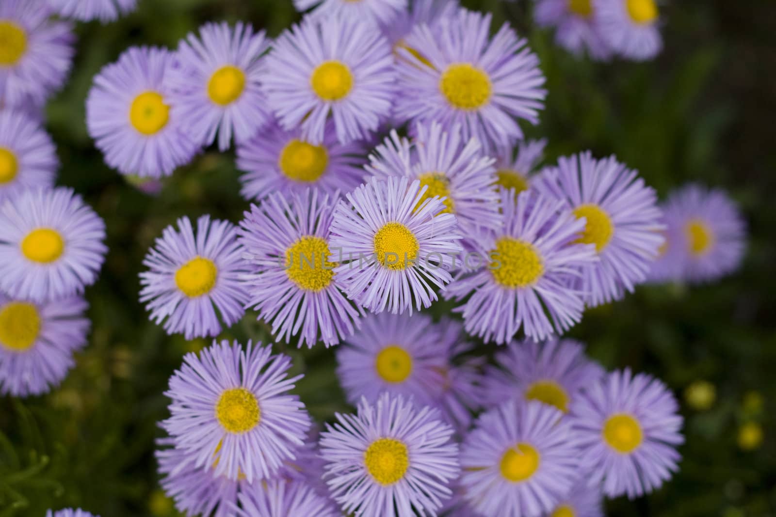 violet flowers by Yasioo