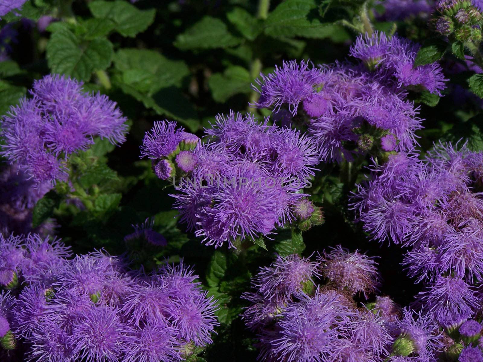 Little fluffy corn-flowers in the garden.