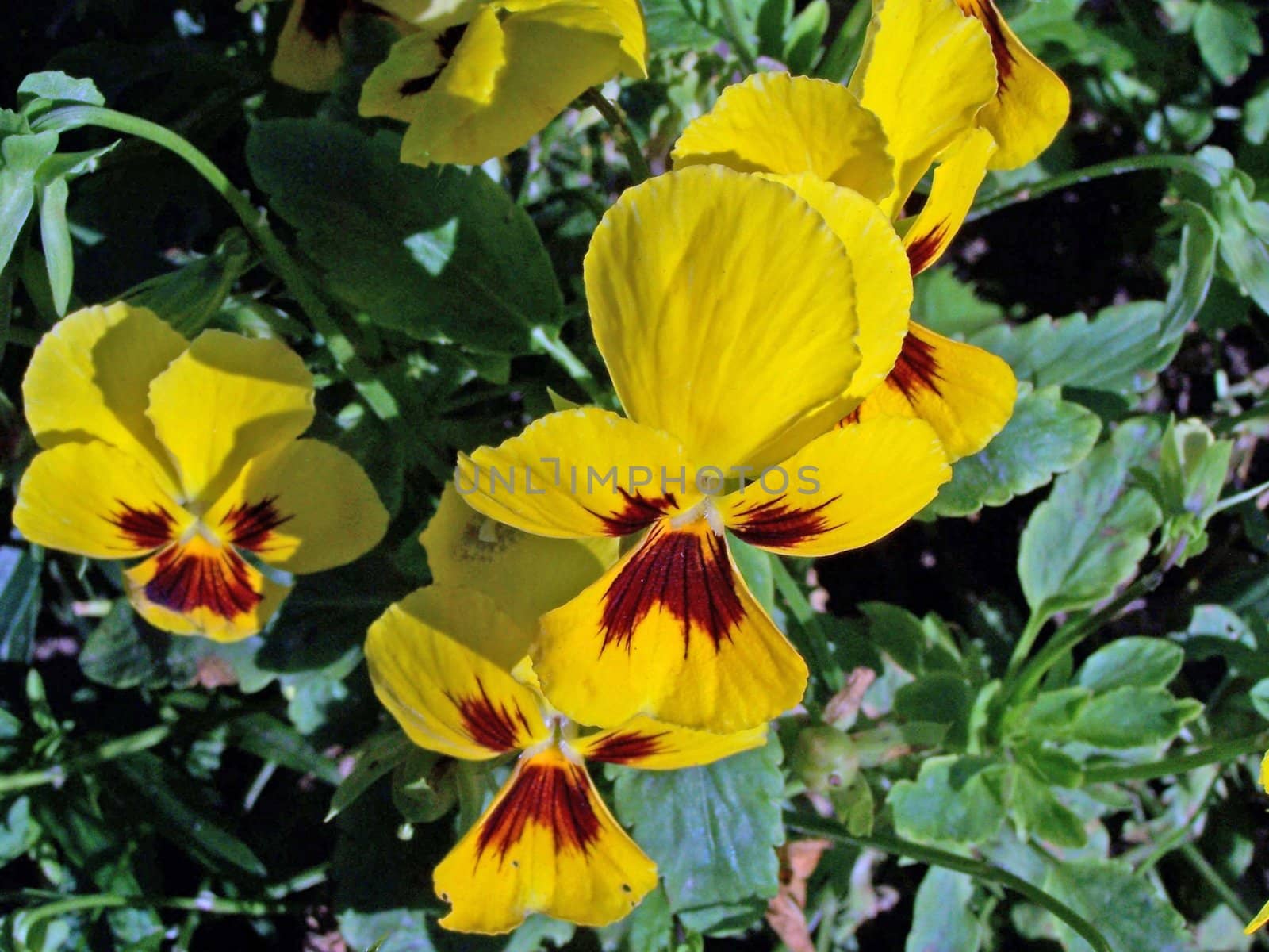 Pansies. Sunny day. Background. Close up. Colorful.