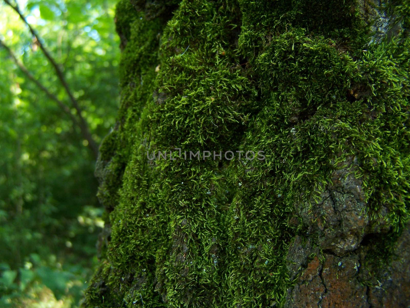 Moss-grown tree. by Lessadar