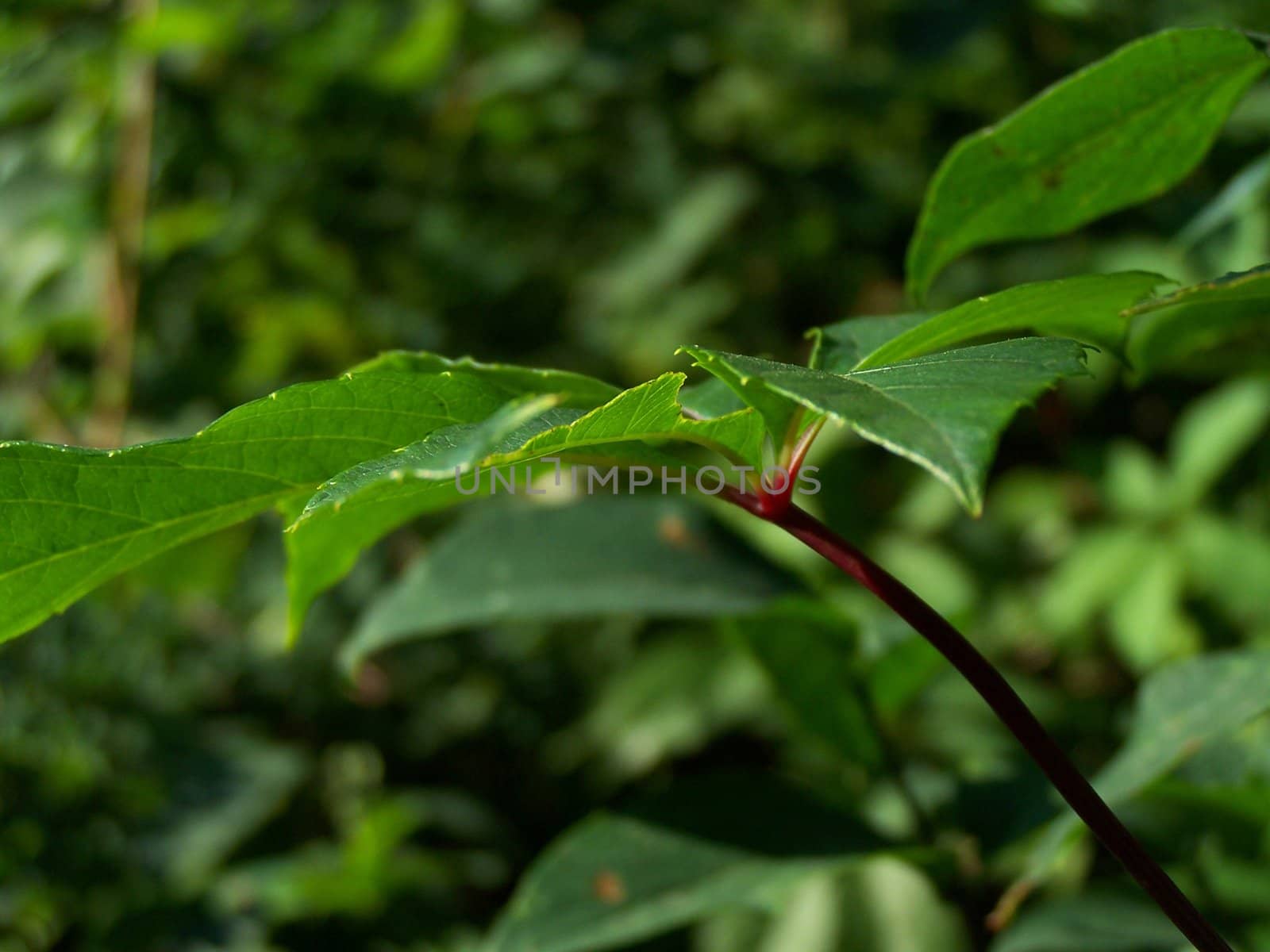 Side of the leaf. Close up. Background.