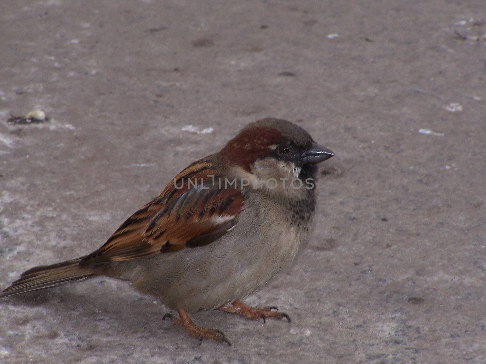Young  tiny sparrow. Close up. Background. Spring.
