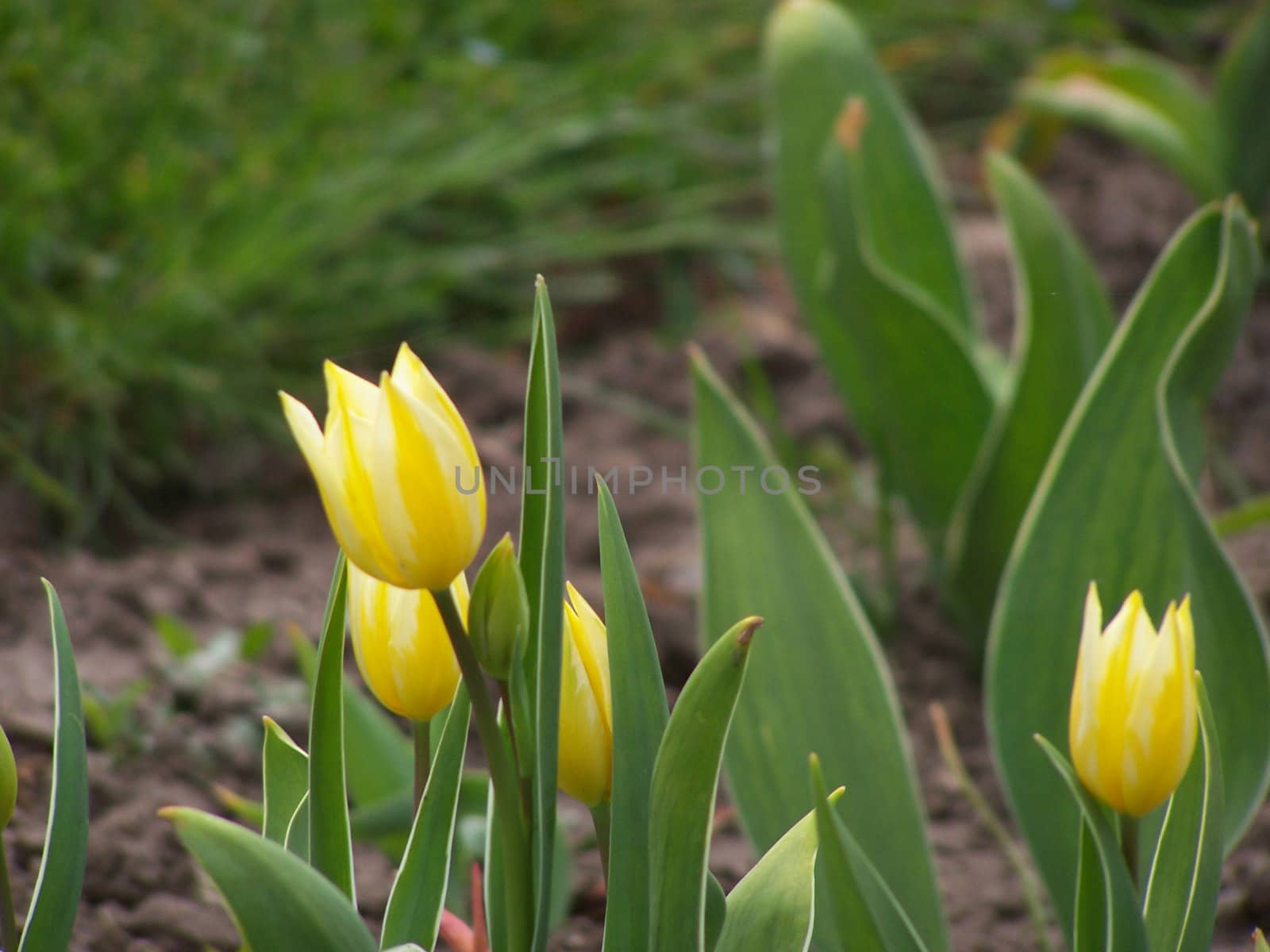 Several yellow tulips. Spring garden.