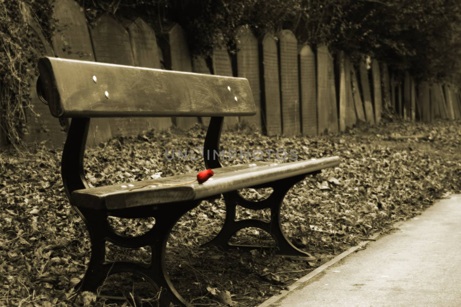 Sepia shot of bench with a single red rose and a row of gravestones behind