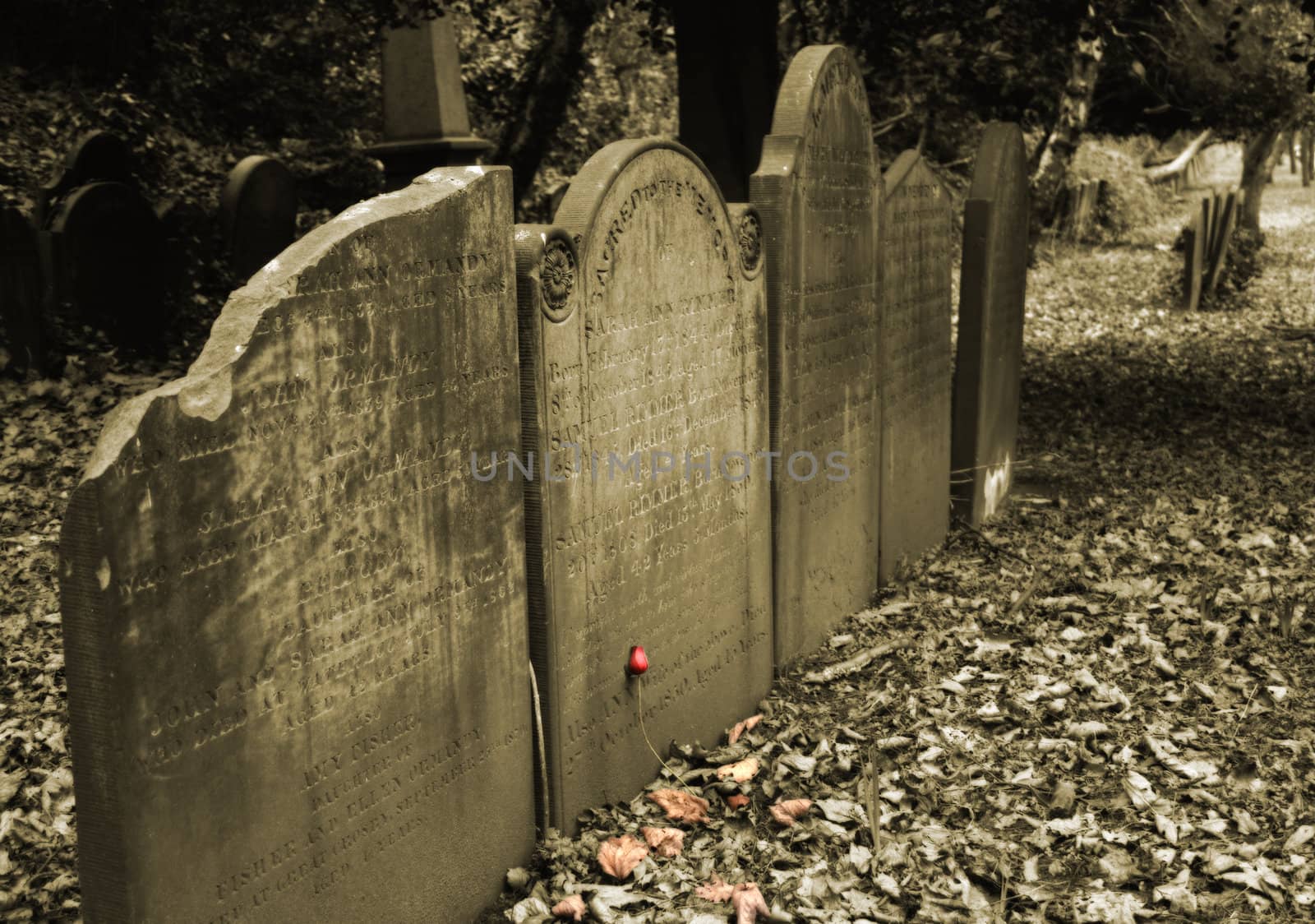 Sepia shot of a row of headstones in graveyard with a single red rose