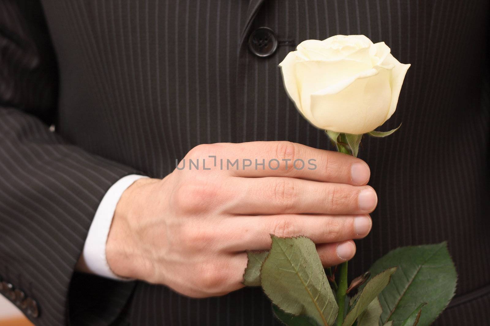  rose of the white colour in hand men