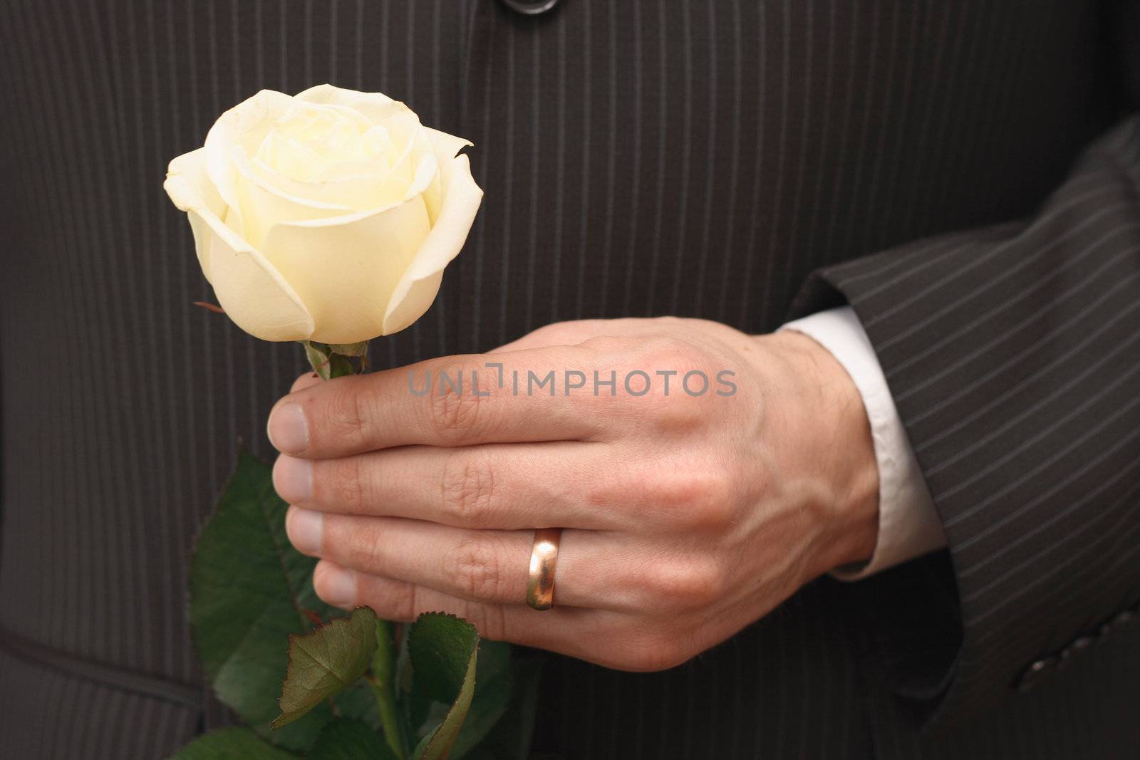 rose of the white colour in hand men