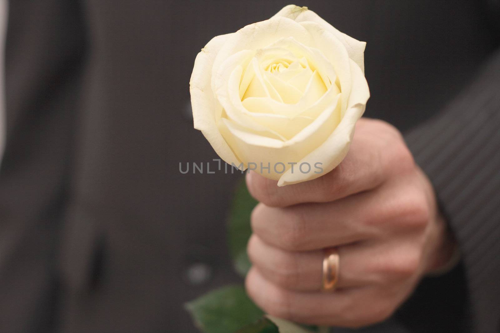 rose of the white colour in hand men