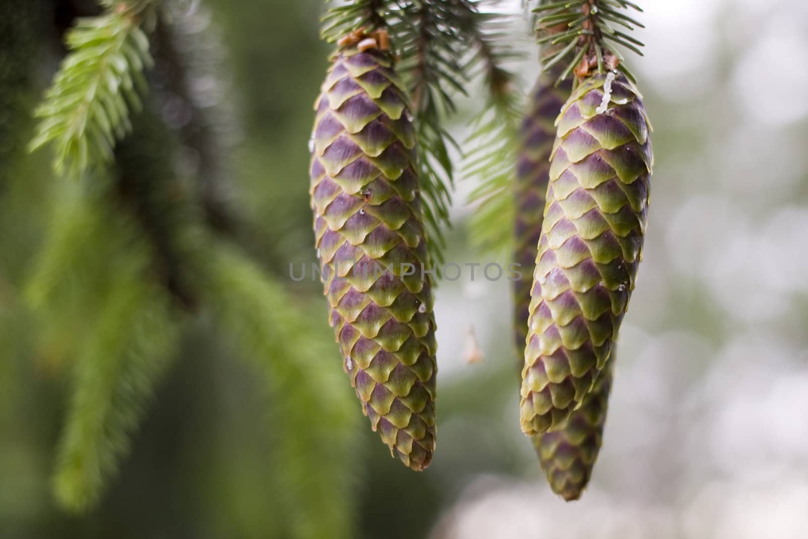 pine cone by Yasioo