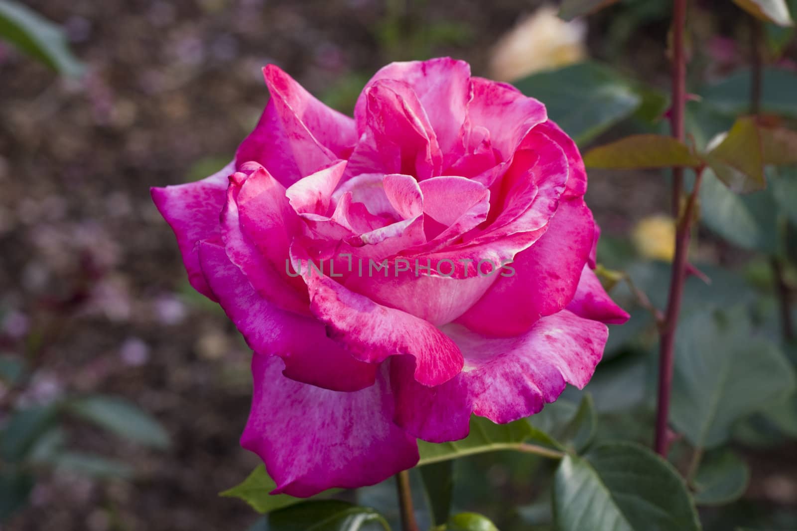 close-up of a beautiful pink rose in a park