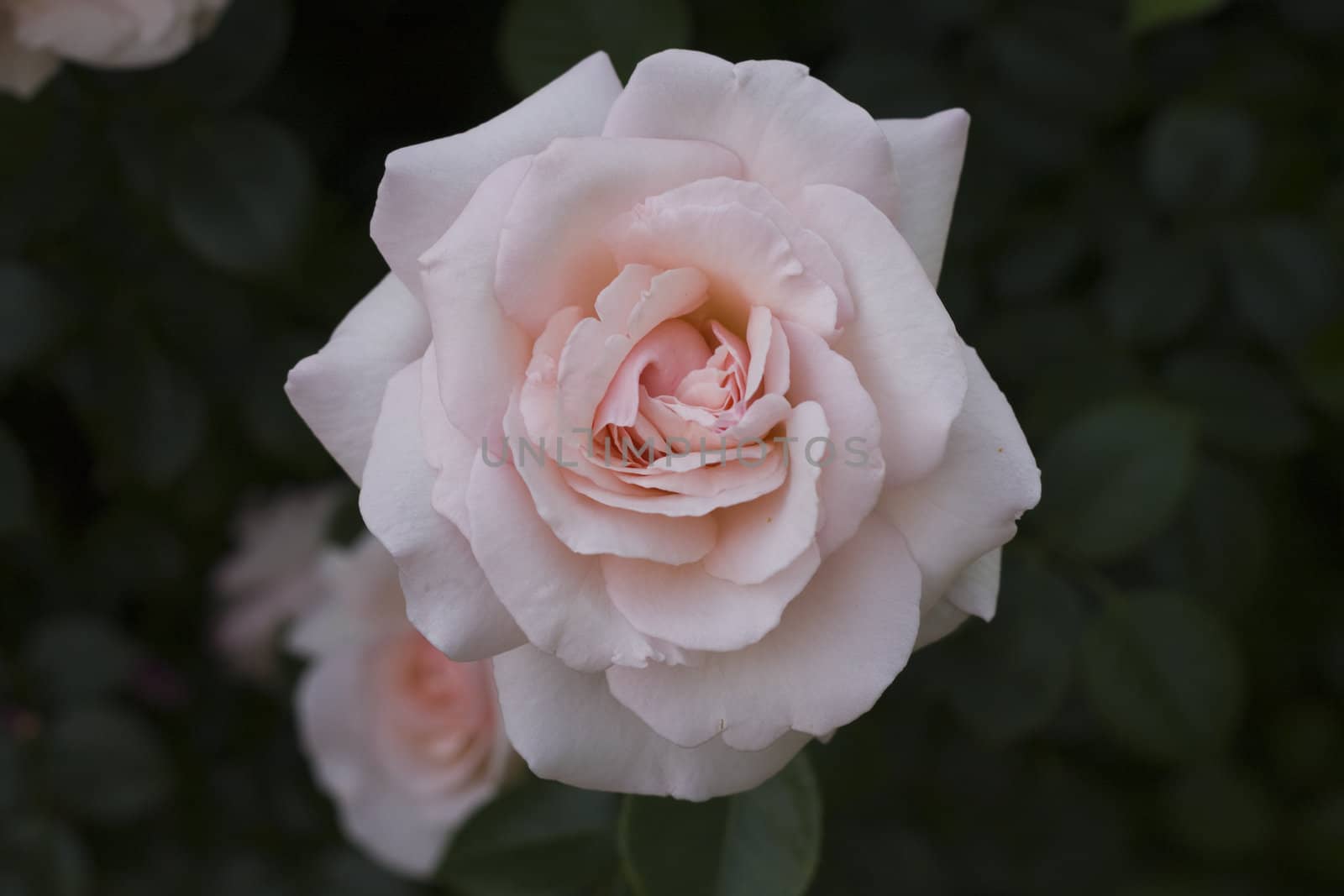 close-up of a beautiful pink rose in a park