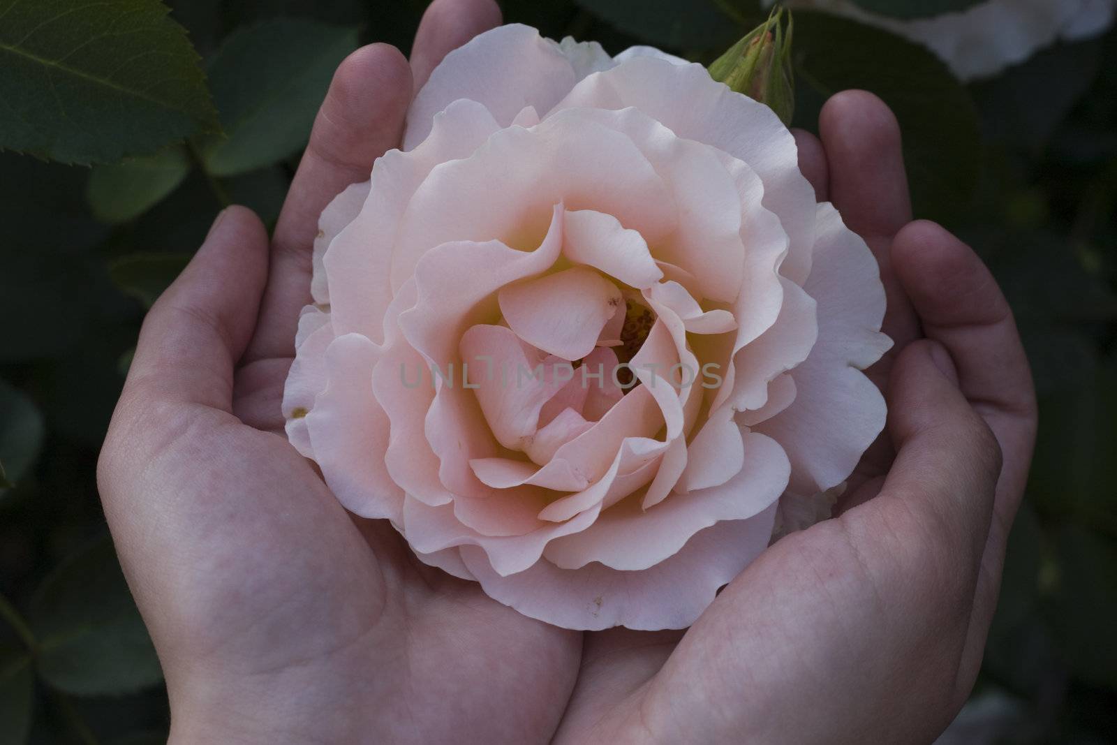 close-up of  rose in girls hands