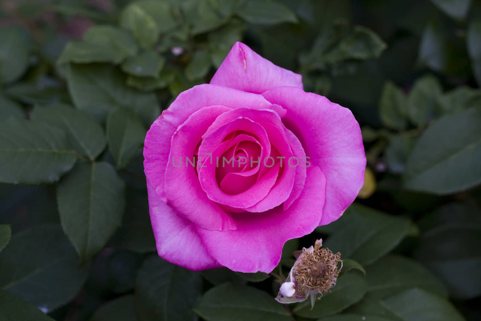 pink rose by Yasioo