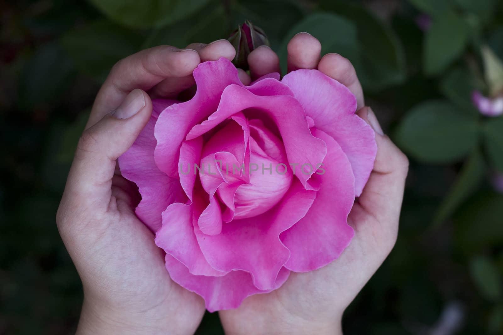 close-up of a rose in girls hands