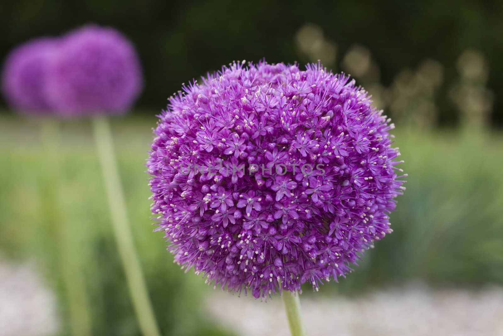 close-up of a beautiful purple garlic flower