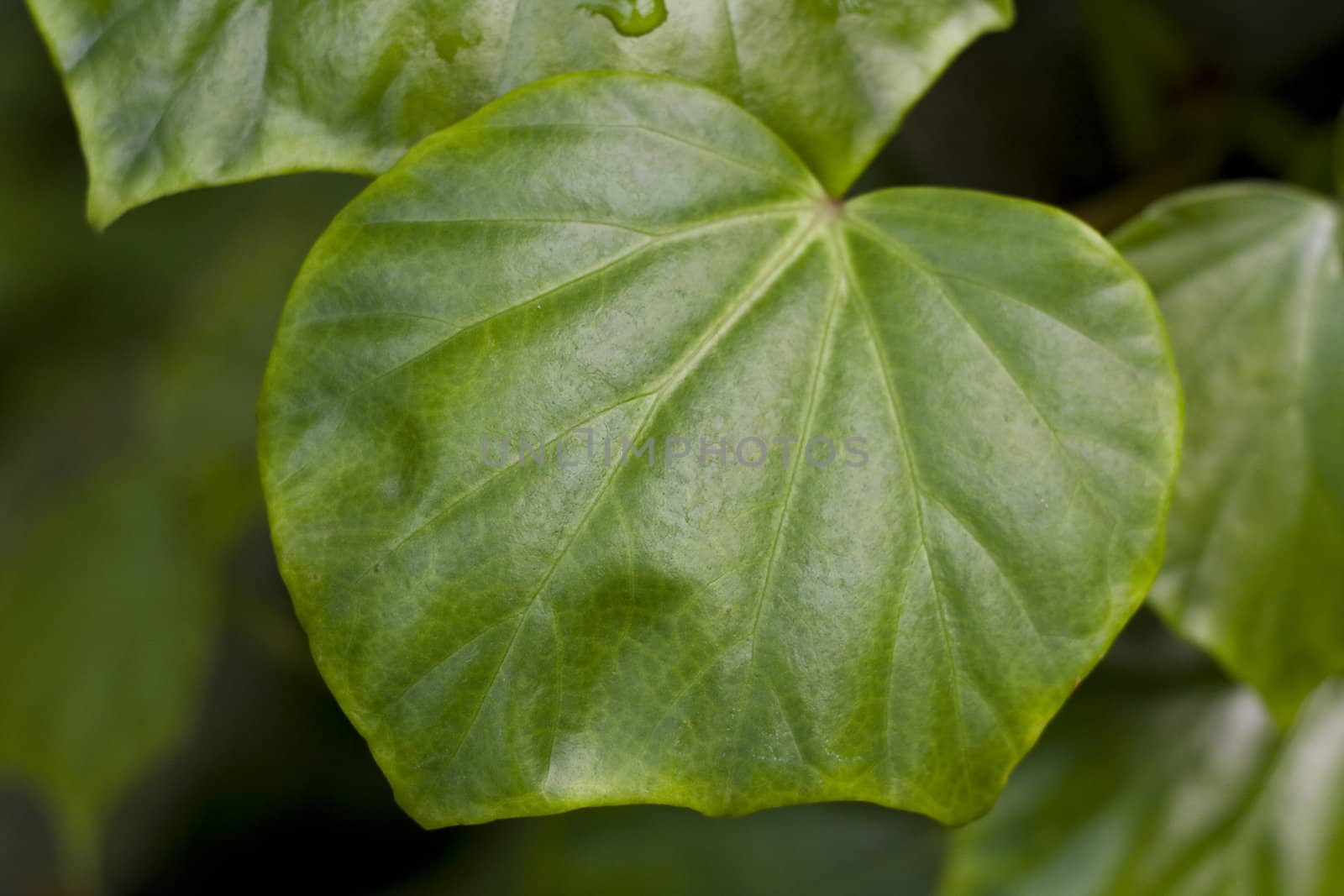 green leaf by Yasioo
