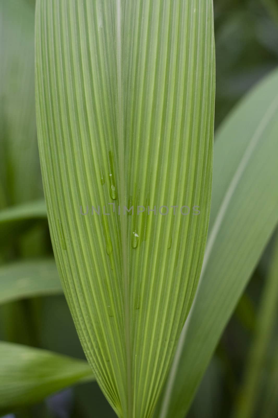 close-up of a green beautiful leaf