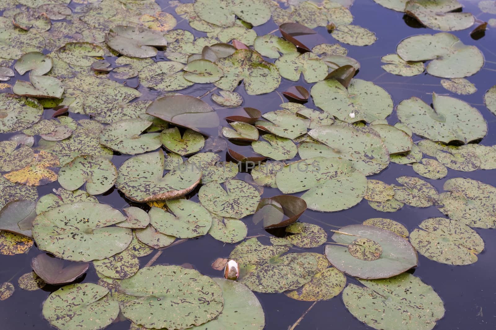 leaves of water lilies on a lake
