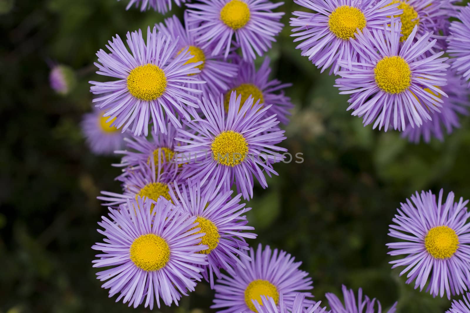 close up of a beautiful violet flowers