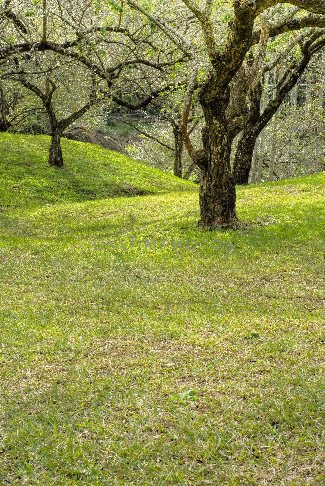 Tree of plum blossom on hill of garden.