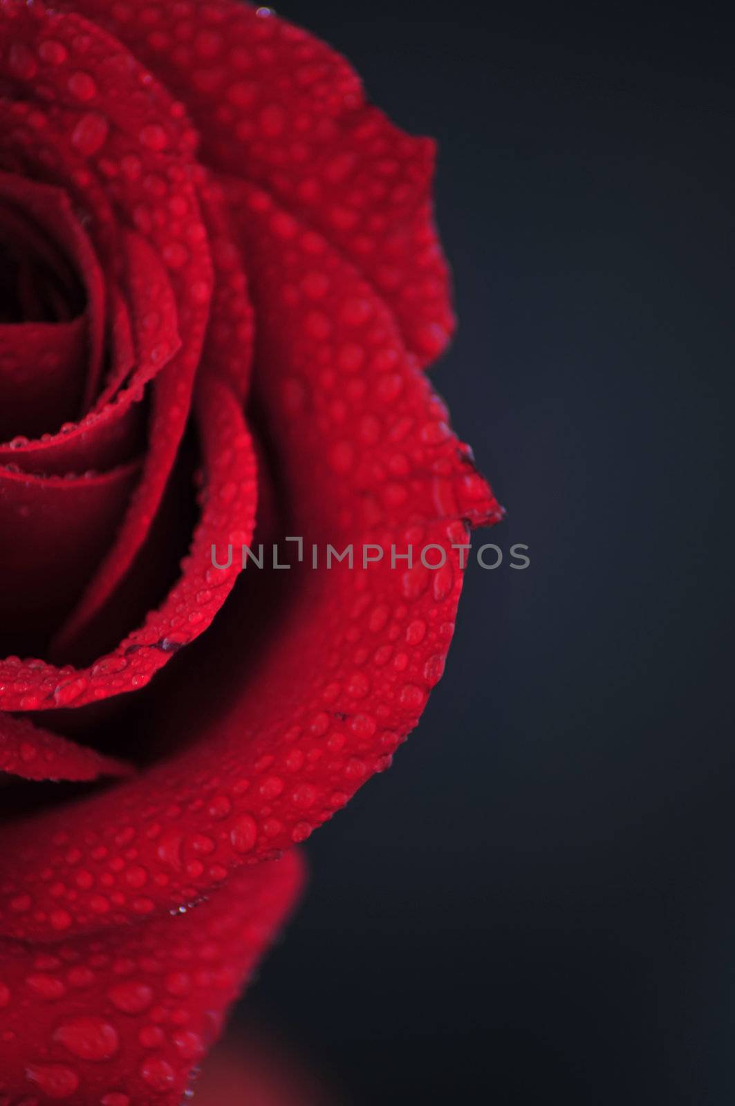 close up on a perfect red rose