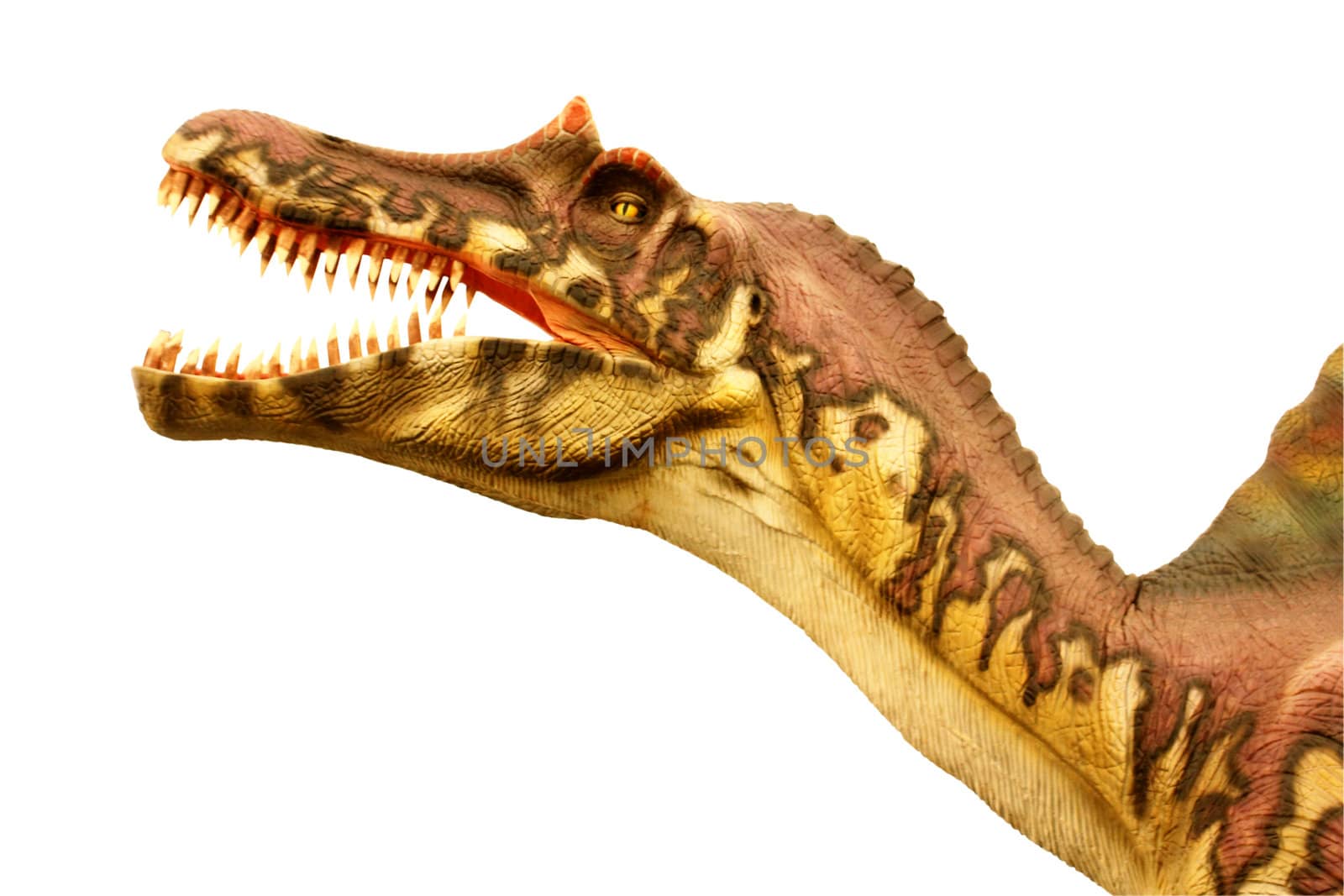 Head of vicious dinosaur as isolated object