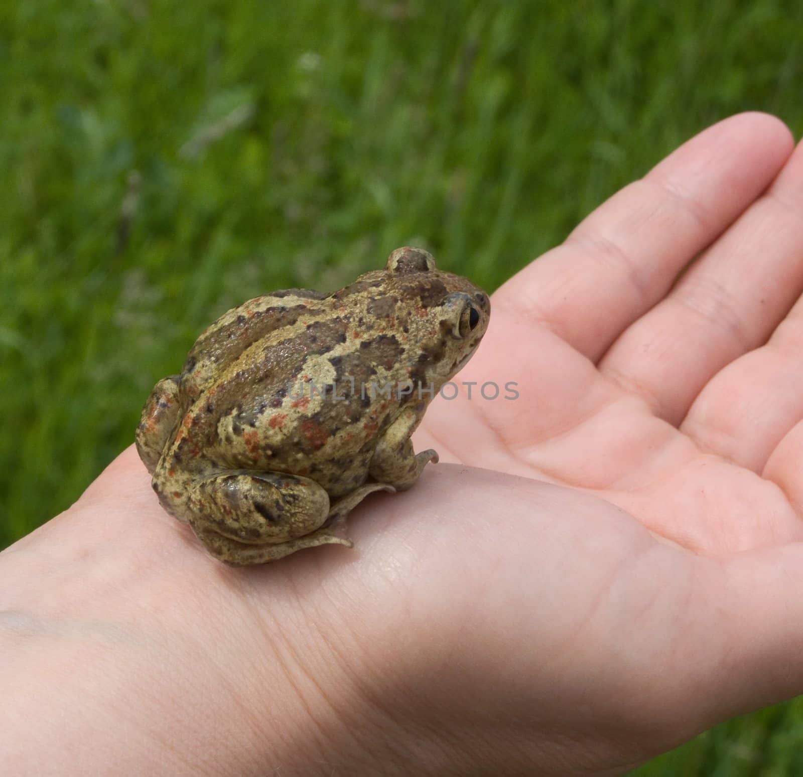 The green frog on hand