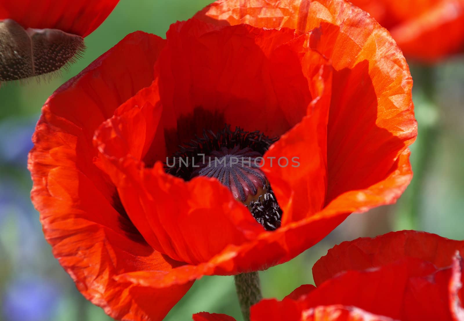 Red poppy by Kamensky
