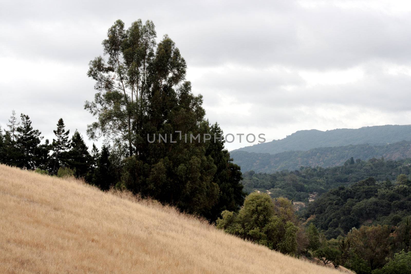view from a California hillside by nebari