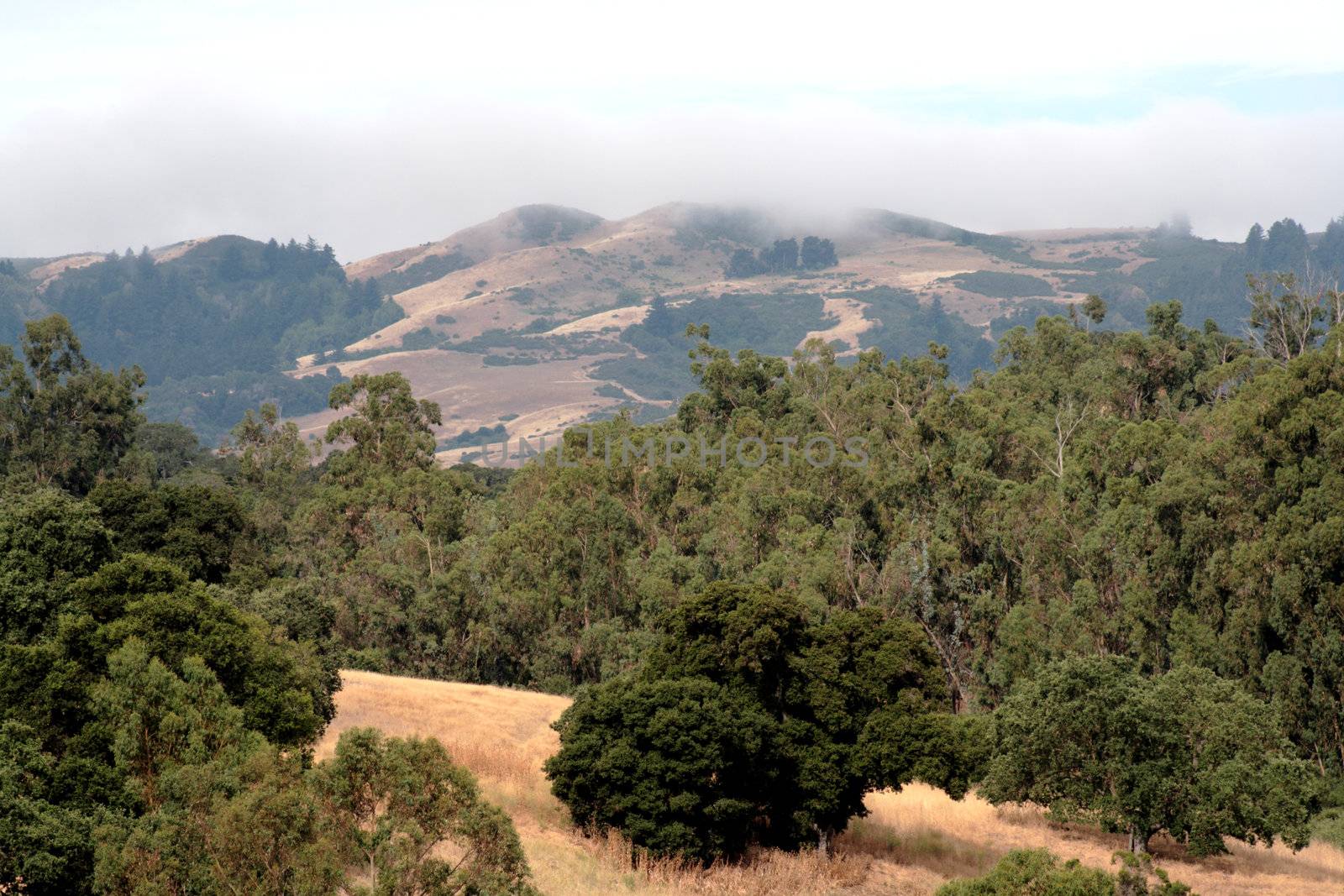 early morning fog in the California foothills
