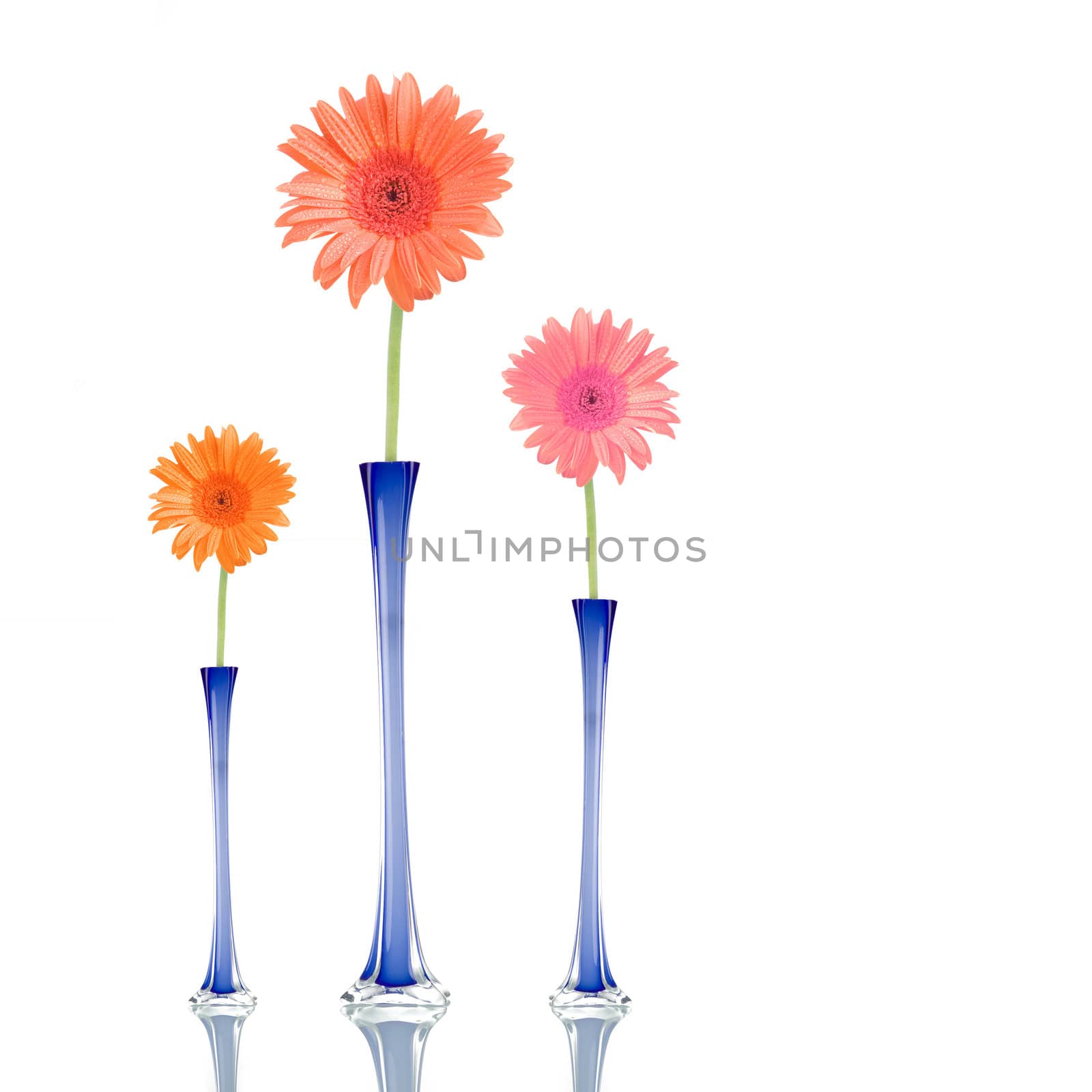 Gerber daisies of different colors in blue jars, isolated on white background.